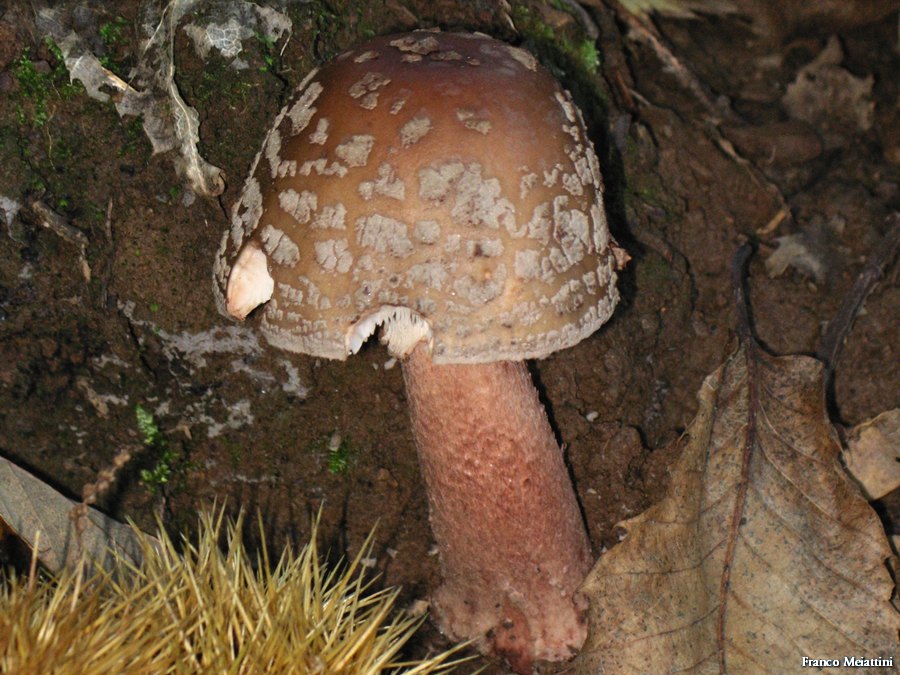 Amanita rubescens